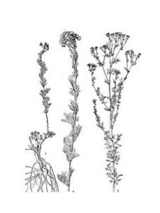 絲裂亞菊 絲裂亞菊