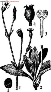 毛剪秋羅 毛剪秋羅