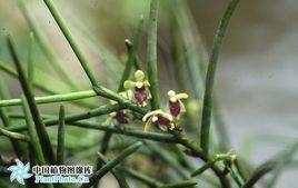 纖葉釵子股 纖葉釵子股