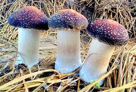 皺環球蓋菇 皺環球蓋菇