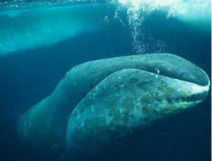 北極弓頭鯨