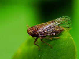 同翅昆蟲 同翅昆蟲