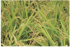 墾稻98-1 墾稻98-1