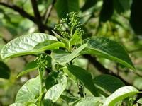 光葉粗糠樹（變種）