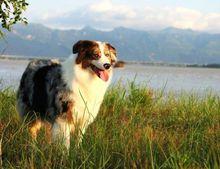 澳大利亞牧羊犬