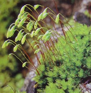 叢生真蘚 叢生真蘚