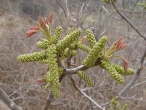 山煙筒子 山煙筒子