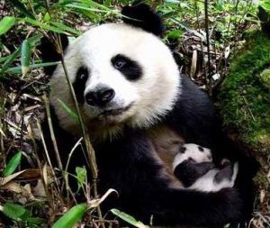 黑水河大熊貓自然保護區 黑水河大熊貓自然保護區