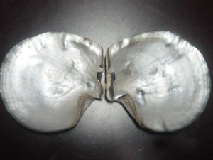 大珠母貝