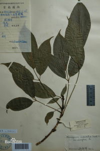 單序波緣大參 單序波緣大參