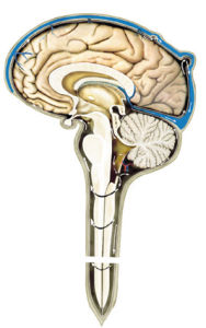 腦脊液循環模式
