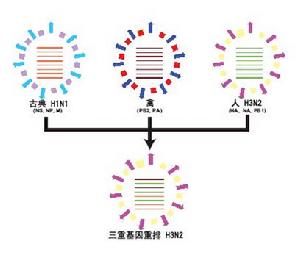 甲型H3N2流感