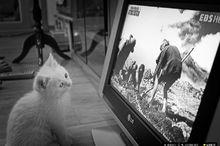 黑白電視的影響