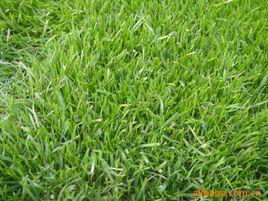 早熟禾草坪 早熟禾草坪