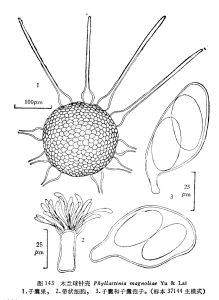 木蘭球針殼