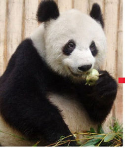熊貓租借 熊貓租借