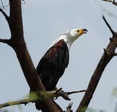 非洲魚雕 非洲魚雕