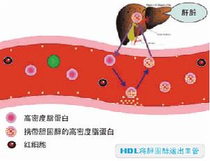 為什麼Ω-3多不飽和脂肪酸可有效調節血脂？