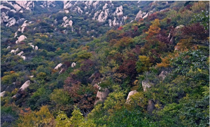 蓮花山森林公園