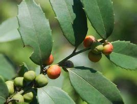 柃葉冬青