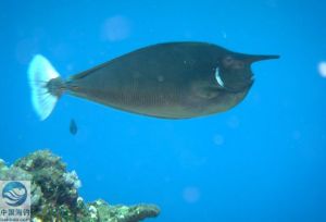 短吻鼻魚 短吻鼻魚