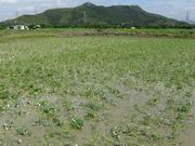 （圖）塱原濕地