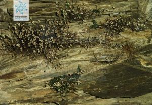 雪白粉背蕨 雪白粉背蕨