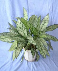 亮絲草類 亮絲草類