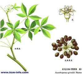 紅毛刺五加 紅毛刺五加