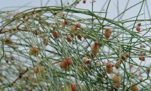 沙拐棗屬 沙拐棗屬