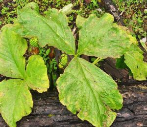 粗序南星 粗序南星