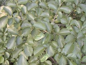 大黑山自然保護區