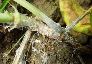 菜豆腐霉病 菜豆腐霉病