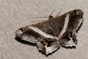 同尾尺蛾 同尾尺蛾