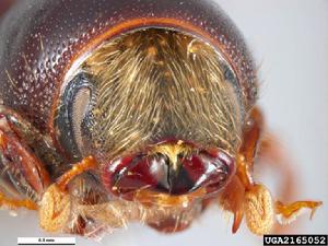 （圖）歐洲大榆小蠹