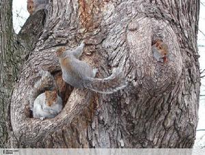 北美灰松鼠圖集