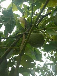 亞洲最大核桃林場 亞洲最大核桃林場