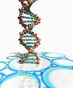 （圖）生物計算機