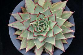 冬雲烏木 冬雲烏木