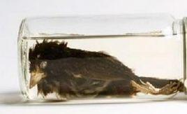 海濱灰雀 海濱灰雀