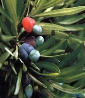 大理羅漢松 大理羅漢松