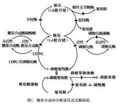 小兒黏多糖貯積病Ⅳ型 小兒黏多糖貯積病Ⅳ型