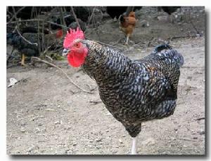 比熊貓還稀少的汶上蘆花雞 比熊貓還稀少的汶上蘆花雞