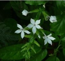 尖瓣白花丹（變種）