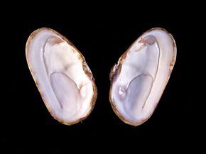 和平紫蛤 和平紫蛤