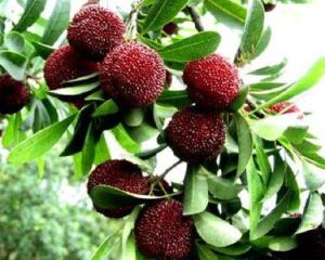 荸薺楊梅 荸薺楊梅