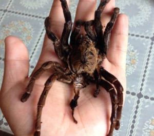 海南捕鳥蛛 海南捕鳥蛛