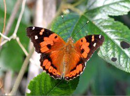夏威夷紅蛺蝶 夏威夷紅蛺蝶