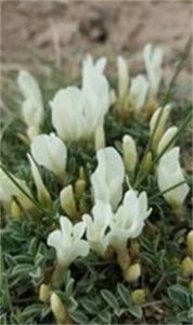 一花黃耆 一花黃耆