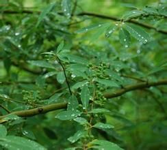 紅河木姜子 紅河木姜子